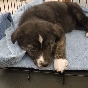 Meet your Posher, Todd